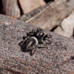 Salpesia sp. (genus) at Forde, ACT - 21 Apr 2021