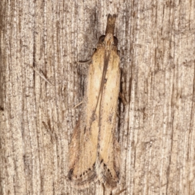 Faveria tritalis (Couchgrass Webworm) at Melba, ACT - 19 Apr 2021 by kasiaaus