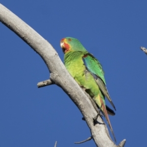 Lathamus discolor at Symonston, ACT - suppressed