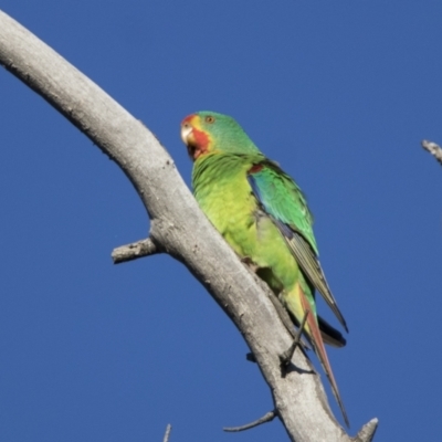 Lathamus discolor (Swift Parrot) at Symonston, ACT - 22 Apr 2021 by WarrenRowland