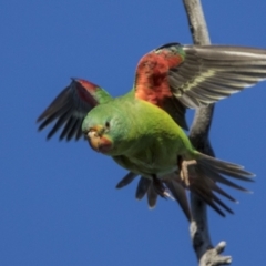 Lathamus discolor at Symonston, ACT - suppressed