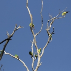 Lathamus discolor at Symonston, ACT - suppressed