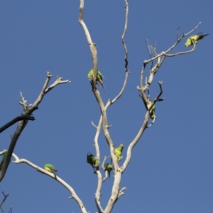 Lathamus discolor at Symonston, ACT - suppressed