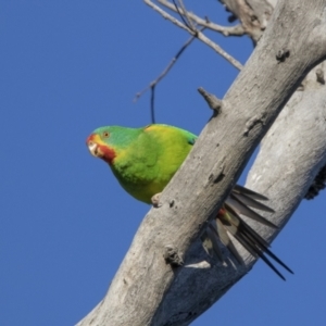 Lathamus discolor at Symonston, ACT - suppressed