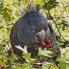 Callocephalon fimbriatum (Gang-gang Cockatoo) at Belconnen, ACT - 15 Apr 2021 by WarrenRowland