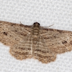 Ectropis excursaria (Common Bark Moth) at Melba, ACT - 16 Jan 2021 by Bron