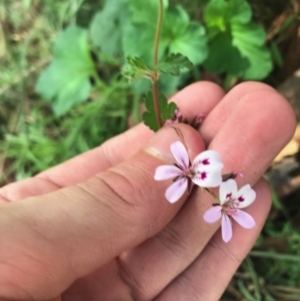 Pelargonium inodorum at Majura, ACT - 7 Apr 2021