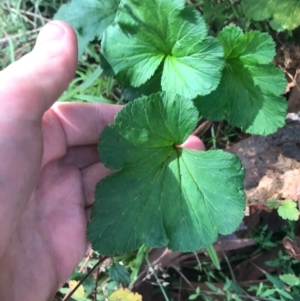 Pelargonium inodorum at Majura, ACT - 7 Apr 2021