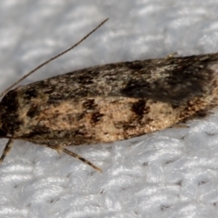 Barea (genus) (A concealer moth) at Melba, ACT - 17 Jan 2021 by Bron