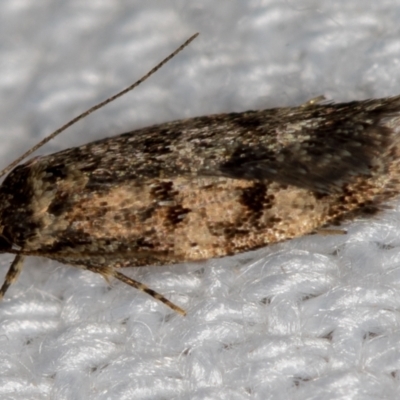 Barea (genus) (A concealer moth) at Melba, ACT - 17 Jan 2021 by Bron