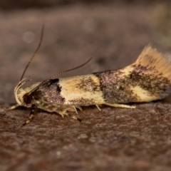 Macrobathra hamaxitodes (A Gelechioid moth) at Melba, ACT - 17 Jan 2021 by Bron