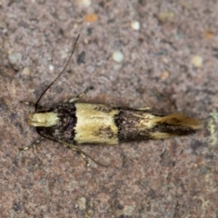 Macrobathra hamaxitodes at Melba, ACT - 17 Jan 2021 10:26 AM