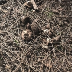 Geastrum sp. (Geastrum sp.) at Mount Ainslie - 7 Apr 2021 by Tapirlord