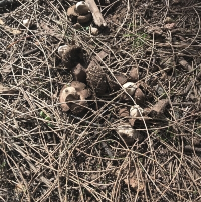 Geastrum sp. (Geastrum sp.) at Majura, ACT - 7 Apr 2021 by Tapirlord