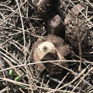 Geastrum sp. at Majura, ACT - 7 Apr 2021 12:54 PM