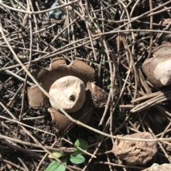 Geastrum sp. at Majura, ACT - 7 Apr 2021 12:54 PM