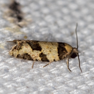 Clarana clarana (A Tortricid moth) at Melba, ACT - 16 Jan 2021 by Bron