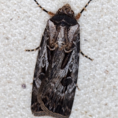 Agrotis munda (Brown Cutworm) at Melba, ACT - 16 Jan 2021 by Bron