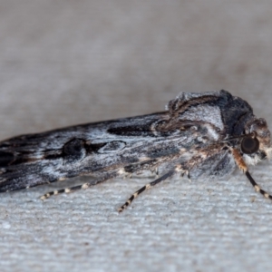 Agrotis munda at Melba, ACT - 17 Jan 2021