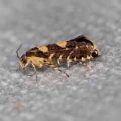 Glyphipterix chrysoplanetis (A Sedge Moth) at Melba, ACT - 17 Jan 2021 by Bron