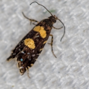 Glyphipterix chrysoplanetis at Melba, ACT - 17 Jan 2021 10:45 AM