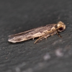 Lepidoptera unclassified ADULT moth (Unidentified - Moth) at Melba, ACT - 17 Jan 2021 by Bron