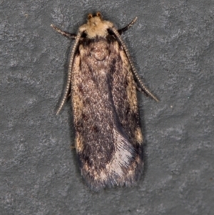 Lepidoptera unclassified ADULT moth at Melba, ACT - 17 Jan 2021