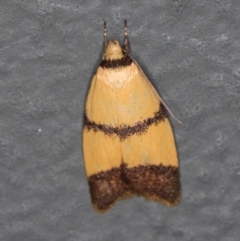 Heteroteucha translatella at Melba, ACT - 17 Jan 2021