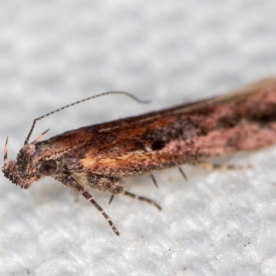 Ardozyga (genus) (Twirler moth, gelechiid moth) at Melba, ACT - 17 Jan 2021 by Bron