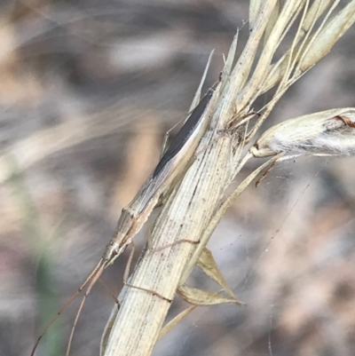 Mutusca brevicornis (A broad-headed bug) at Majura, ACT - 7 Apr 2021 by Tapirlord