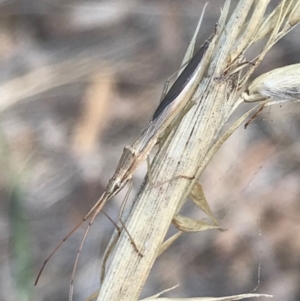 Mutusca brevicornis at Majura, ACT - 7 Apr 2021 12:58 PM