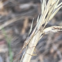 Mutusca brevicornis at Majura, ACT - 7 Apr 2021 12:58 PM