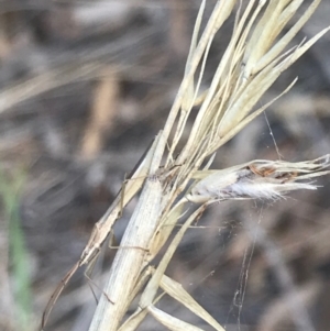 Mutusca brevicornis at Majura, ACT - 7 Apr 2021 12:58 PM