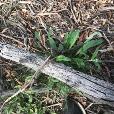 Cynoglossum australe (Australian Forget-me-not) at Majura, ACT - 7 Apr 2021 by Tapirlord