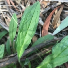 Cynoglossum australe at Majura, ACT - 7 Apr 2021