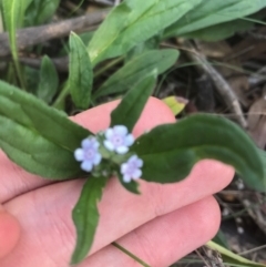 Cynoglossum australe at Majura, ACT - 7 Apr 2021