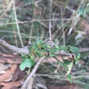 Crataegus monogyna at Majura, ACT - 7 Apr 2021