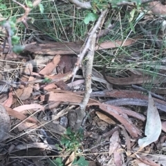 Crataegus monogyna at Majura, ACT - 7 Apr 2021 01:47 PM