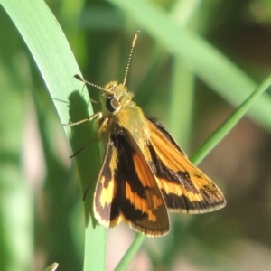 Ocybadistes walkeri at Conder, ACT - 16 Apr 2021 01:11 PM