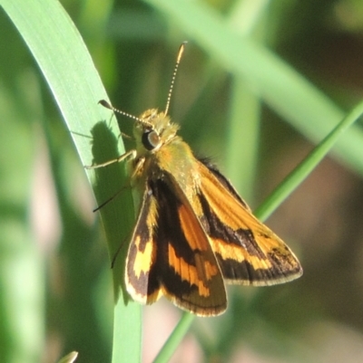 Ocybadistes walkeri (Green Grass-dart) at Conder, ACT - 16 Apr 2021 by michaelb