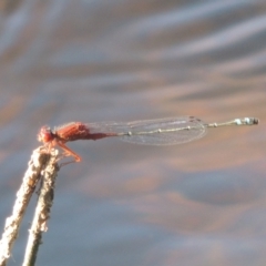 Xanthagrion erythroneurum (Red & Blue Damsel) at Monash, ACT - 4 Mar 2021 by michaelb