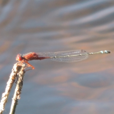 Xanthagrion erythroneurum (Red & Blue Damsel) at Tuggeranong Creek to Monash Grassland - 4 Mar 2021 by michaelb