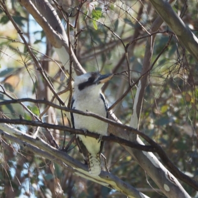 Dacelo novaeguineae (Laughing Kookaburra) at Holt, ACT - 23 Apr 2021 by wombey