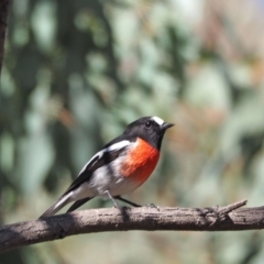 Petroica boodang (Scarlet Robin) at Woodstock Nature Reserve - 23 Apr 2021 by wombey