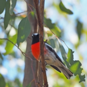 Petroica boodang at Holt, ACT - 23 Apr 2021