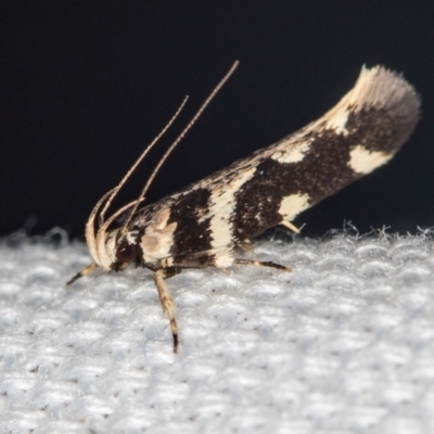 Macrobathra baliomitra (A Gelechioid moth) at Melba, ACT - 15 Jan 2021 by Bron