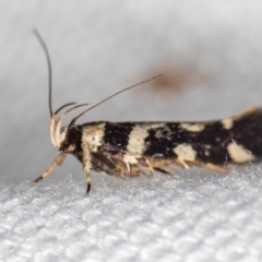 Macrobathra baliomitra at Melba, ACT - 16 Jan 2021