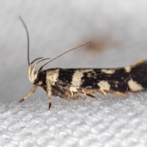 Macrobathra baliomitra at Melba, ACT - 16 Jan 2021 10:34 AM