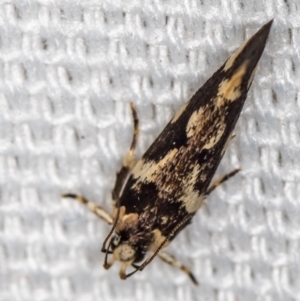 Macrobathra baliomitra at Melba, ACT - 16 Jan 2021