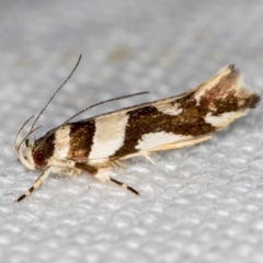 Macrobathra desmotoma ( A Cosmet moth) at Melba, ACT - 15 Jan 2021 by Bron